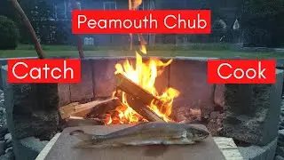 Peamouth Chub Catch and Cook on Open Fire!