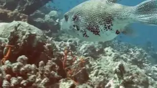 Diving in Pemuteran Bay - Bali. May 2017