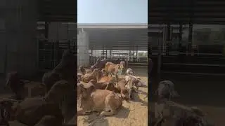 Top Quality Gir Hiefer | Cow Breeding Farm in #india | High #milk Capacity #cow | Best cow Breed #a2