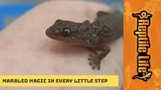 Cute Marbled Geckos | Reptile Life Ferntree Gully