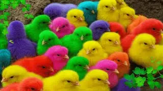 World Cute Chickens, Colorful Chickens, Rainbows Chickens, Cute Ducks, Cat, Rabbits,Cute Animals🐤🐣🦆🐟