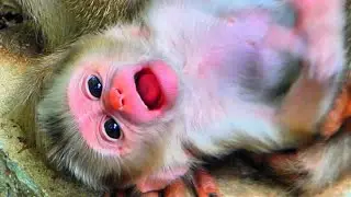 Lovely baby monkey so cute With mom monkey #babymonkey 