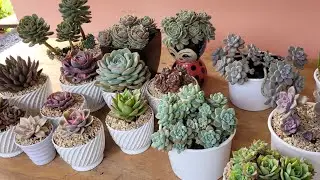 Não troco, não vendo e não dou ! Desafio lançado  por @monica suculentas 🌺🌺