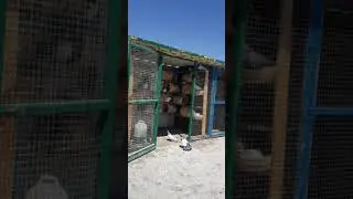 فائدة الخبز اليابس