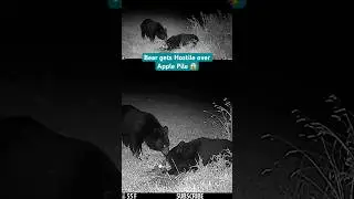 Two Bears Fight Over Apples! 😱 #trailcam