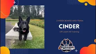 1yr German Shepherd 