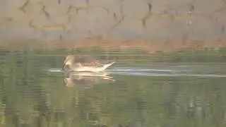 MVI 0046 Spotted Redshank,foraging, Tal Chappar trip, Salt Pans, 271225 morn