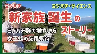 ミツバチ新家族誕生のストーリー　ミツバチの増やし方を女王蜂の交尾飛行などを通じ解説　#ミツバチ ＃養蜂 ＃群分割＃巣分かれ#西洋ミツバチ ＃交尾飛行#ミツバチサイエンス