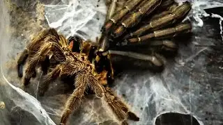 Accelerated Shooting Of A Tarantula Spider Molting || WooGlobe