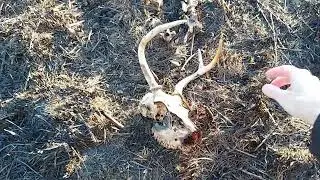 Shed Hunting 2025 Iowa Trips: A Lot of Work for One Shed