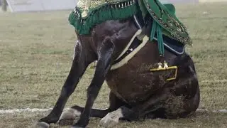 بطل الجمهوريه 💪عطر الدبوس مركز ثاني ومحمد مدحت 🐴