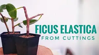 Ficus elastica propagation from cuttings | PLANT HUNTER