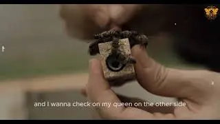 These Bees Missing there Queen | Texas BeeWorks