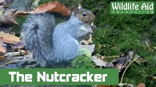 Amazing Squirrel Playing Nutcracker