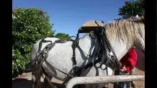 A Photo Essay: A Family Day at Leahton Park Texas Longhorns Charters Towers