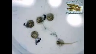 Eclosion of Profundulus oaxacae.