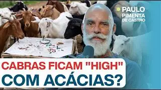 CABRAS FICAM 