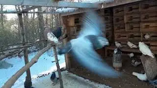 gaint runt pigeons