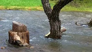 The Mi Woodsman Support VR Push GAW