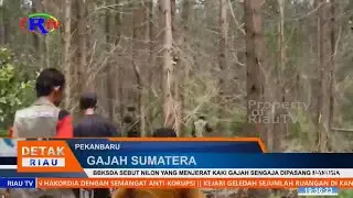 BBKSDA SEBUT NILON YANG MENJERAT KAKI GAJAH SENGAJA DIPASANG MANUSIA