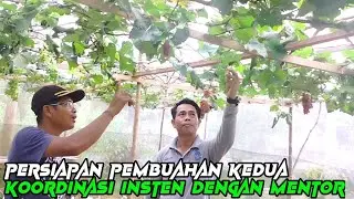 PERSIAPAN PEMBUAHAN KE DUA, KOORDINASI INSTEN SAMA PEMBIMBING ANGGUR WANASARI @SeputarPertanian74