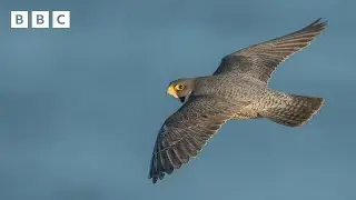 🔴 LIVE wildlife cameras 🦡 4 June 🌺 BBC Springwatch 2025