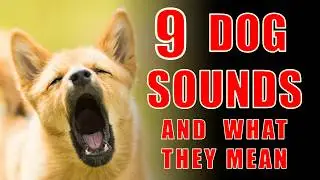 9 Dog Sounds Explained: Decode Your Dog&rsquo;s Language