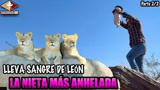 LOS LEONES FRENTE A FRENTE nos peleamos por verlos