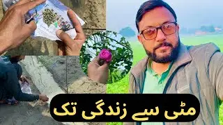 From Soil to Life | Vegetable Planting & Lemon Cuttings | Farm Life Vlog