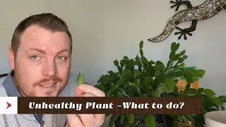 Unhealthy Plants? What to do.  Re-potting out of season