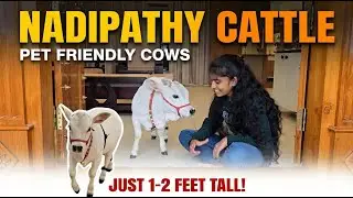 Самая маленькая корова в мире! 🐄 Крупный рогатый скот Надипатии (ростом всего 1&ndash;2 фута) | Надипат...