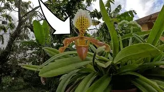 Paphiopedilum x Nitens en Floraci&oacute;n, Orqu&iacute;dea Zapatilla de Dama y otras Plantas en mi Jard&iacute;n