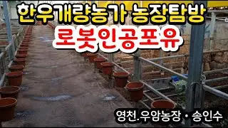 한우개량농가 농장탐장 영천 우암농장 송인수 사장님 로봇인공포유기