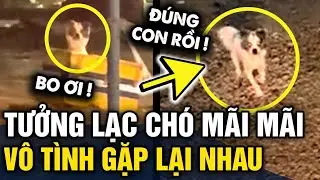 Bị LẠC MẤT chó cưng, cô gái xúc động gặp lại chú chó ĐANG LỤC THÙNG RÁC ven đường | Tin 3 Phút
