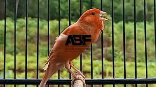 PANCINGAN JITU SUARA BURUNG KENARI#009 