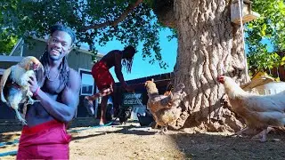 Farm Fresh Mornings in Montana: Fitness, Eggs & Peaceful Living