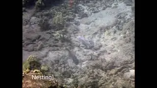Nesting