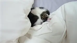 Rescued Kitten's Two Reactions When You Come Back Home (The First Day ▶▶ One Week Later)