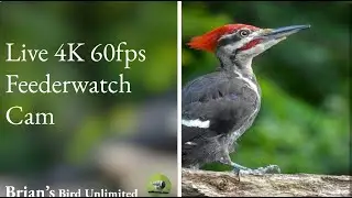 (New)🔴LIVE Bird Cam In 4K 60 FPS! Brian's Birds Unlimited FeederWatch Cam at Ohio
