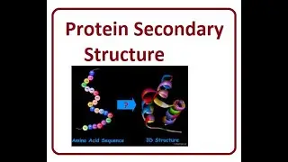 Protein secondary structure (Alpha and Beeta sheets) | 2024