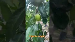 Zapote negro en maceta