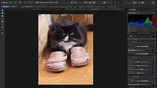 Adjust Your White Balance in a Cat Photo