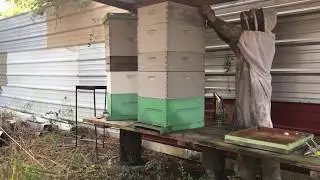Late Season Honey Harvest Problems