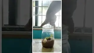 3 months old Terrarium #Shorts #shortvideo