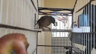 Sabiá verdadeira