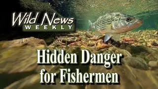 Anglers Beware: UC San Diego FInds Over 90% of Freshwater Fish Have Dangerous Infection