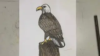 How to Draw a Bald Eagle Step by Step &ndash; Easy & Realistic Tutorial
