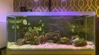 Fluval M90 Marine Aquarium Budget Build 3 Month Update