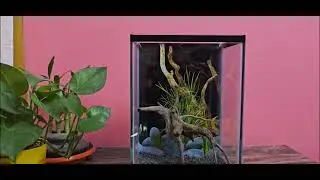 Set up a new planted mini aquarium☘️🐟