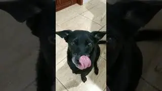 Ele ama a geminha do ovo cozido #c&atilde;es #cachorro #ovo #ovocozido
